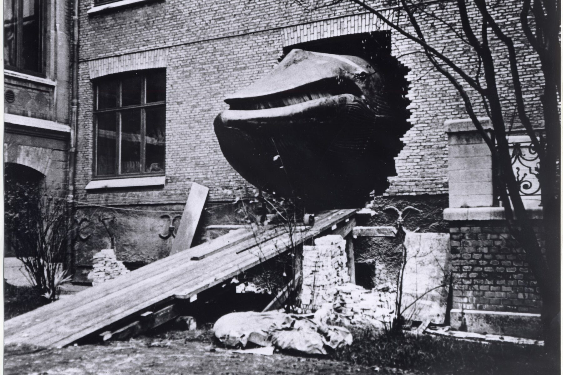 A whale's head poking outside through a brick wall, with wooden planks laid in front of it