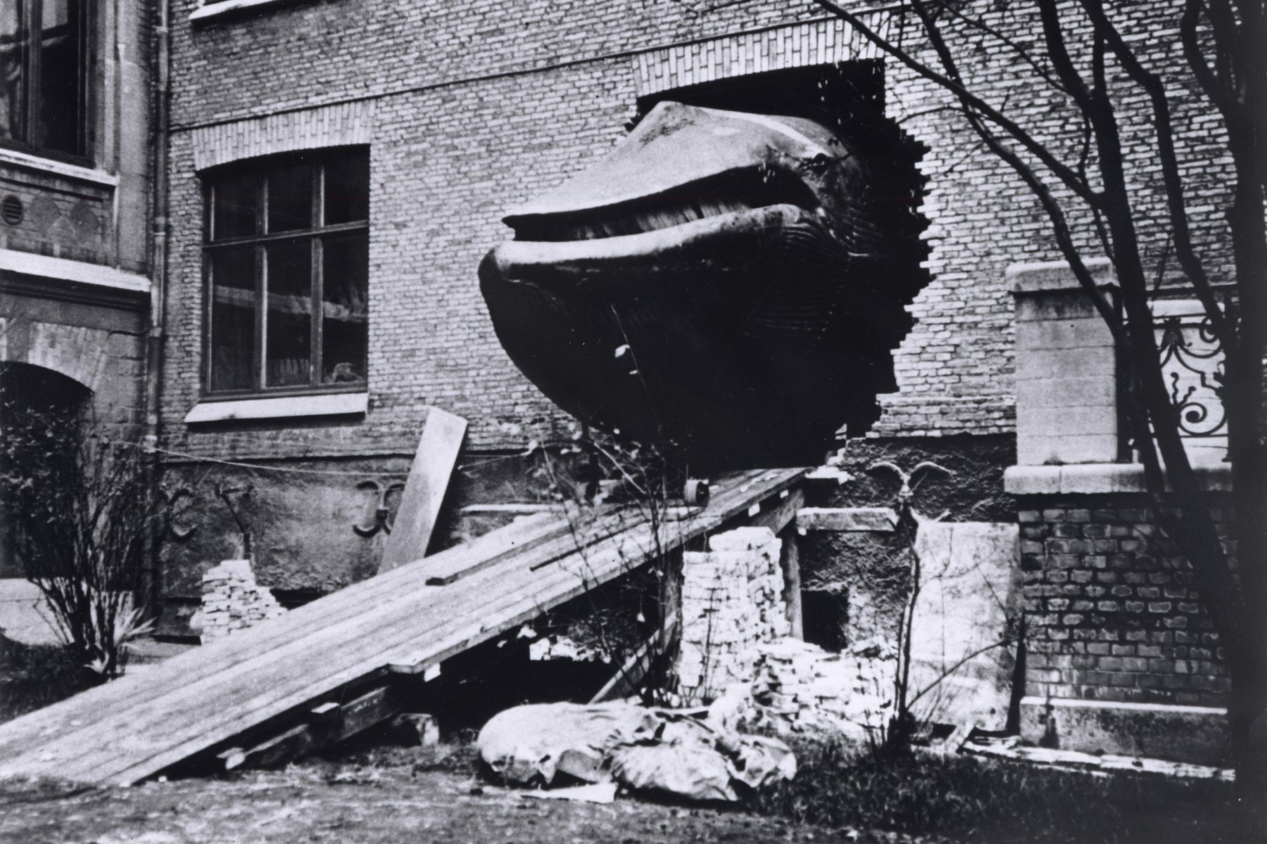 A whale's head poking outside through a brick wall, with wooden planks laid in front of it