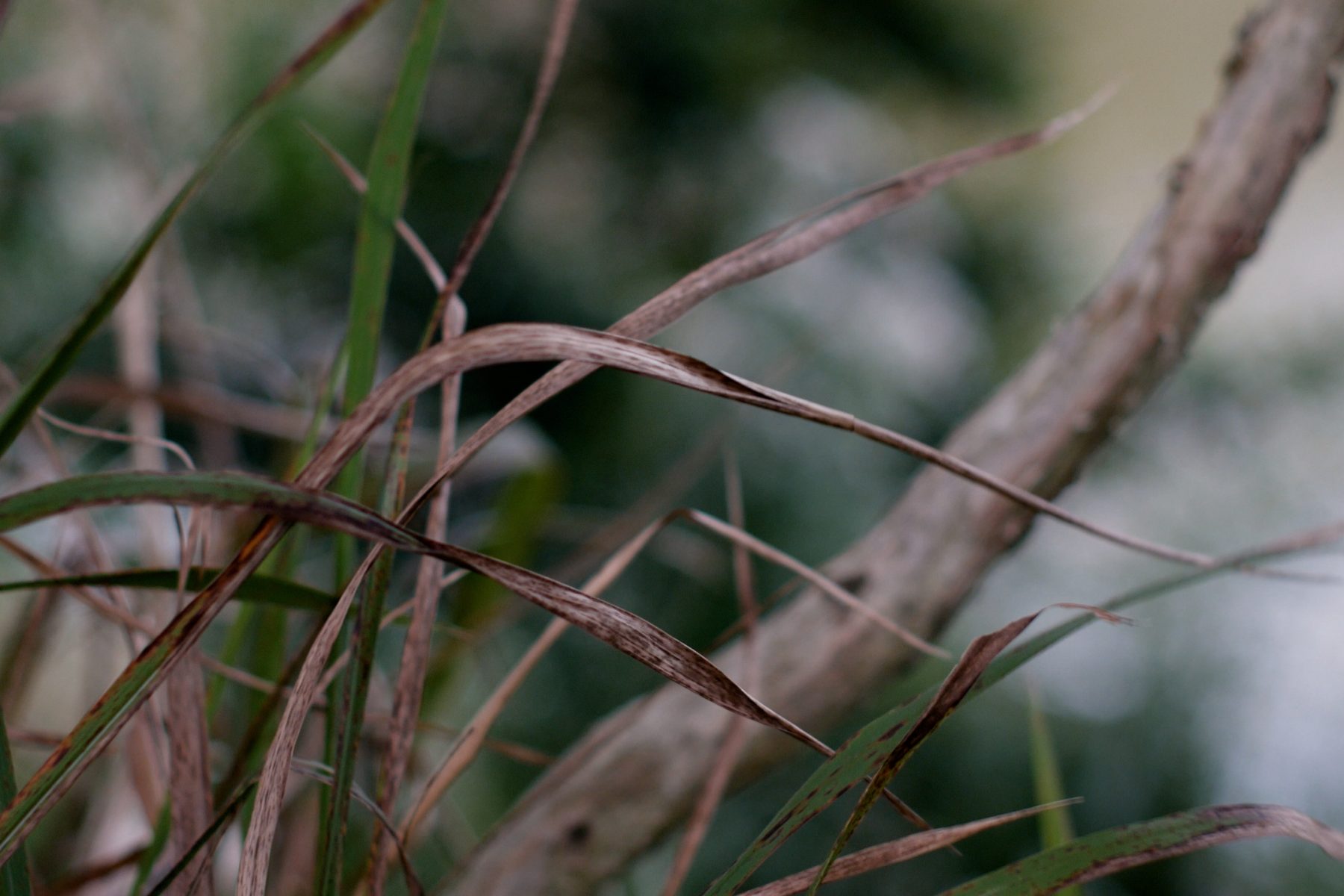 A close up photo of bladey grass